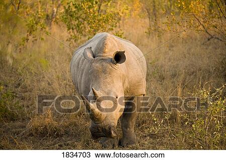 White Rhino, Sabi Sand Reserve, Mpumalanga, South Africa View Large Photo Image Stock Image - White Rhino, Sabi Sand Reserve, Mpumalanga, South Africa. Fotosearch