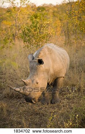 White Rhinoceros (Ceratotherium simum), Arathusa Safari Lodge, Sabi Sand Reserve, Mpumalanga, South Africa, Africa View Large Photo Image Stock Image - White Rhinoceros (Ceratotherium simum), Arathusa Safari Lodge, Sabi Sand Reserve, Mpumalanga, South Africa, Africa. Fotosearch
