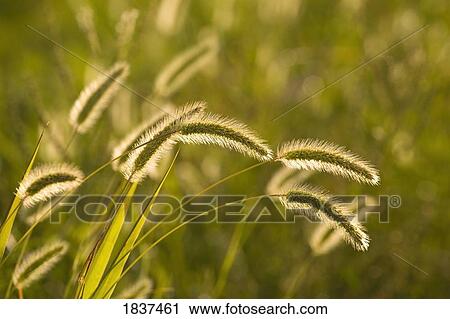 Stock Image - Wild grass. Fotosearch