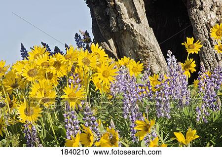 Wildflowers, Columbia River Gorge, OR, USA View Large Photo Image Stock Image - Wildflowers, Columbia River Gorge, OR, USA. Fotosearch