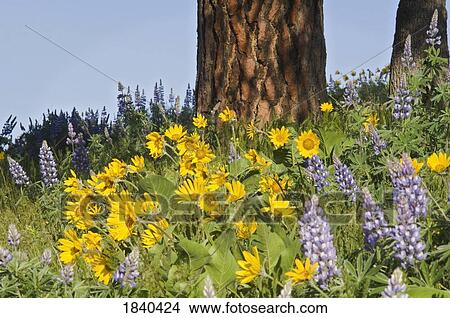 Picture - Wildflowers, Columbia River Gorge, Oregon, USA . Fotosearch