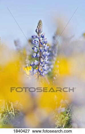 Wildflowers, Columbia River Gorge, Oregon, USA  View Large Photo Image Stock Photo - Wildflowers, Columbia River Gorge, Oregon, USA . Fotosearch