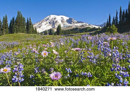 Stock Image - Wildflowers in Mount Rainier National Park, Washington, USA. Fotosearch