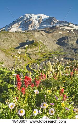 Stock Photo - Wildflowers, Mount Rainier National Park, Washington, USA . Fotosearch