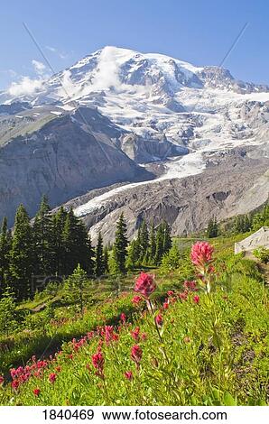 Stock Photo - Wildflowers, Nisqually Glacier, Mount Rainier National Park, Washington, USA . Fotosearch