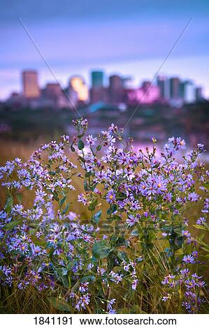 Wildflowers View Large Photo Image Stock Image - Wildflowers. Fotosearch