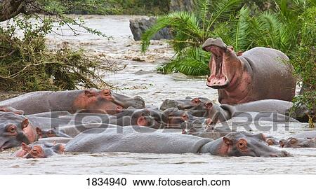 Yawning Hippo (Hippopotamus amphibius), Serengeti National Park, Tanzania, Africa View Large Photo Image Stock Image - Yawning Hippo (Hippopotamus amphibius), Serengeti National Park, Tanzania, Africa . Fotosearch