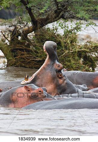 Yawning Hippo (Hippopotamus amphibius), Serengeti National Park, Tanzania, Africa View Large Photo Image Stock Photo - Yawning Hippo (Hippopotamus amphibius), Serengeti National Park, Tanzania, Africa . Fotosearch