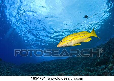 Stock Image - Yellowtail Snapper, Molokini Crater, South Maui, Hawaii, USA . Fotosearch