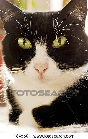 A cat View Large Photo Image Stock Image - A cat. Fotosearch