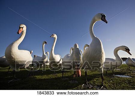 A group of swans View Large Photo Image Stock Image - A group of swans. Fotosearch