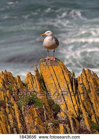 A herring gull, Colonsay, Scotland View Large Photo Image Stock Photograph - A herring gull, Colonsay, Scotland . Fotosearch