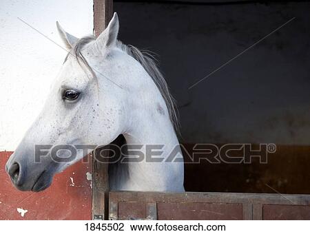 Stock Image - A Horse (Equidae). Fotosearch
