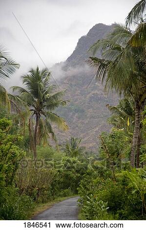 Stock Image - A road surrounded by lush foliage, Bali, Indonesia. Fotosearch