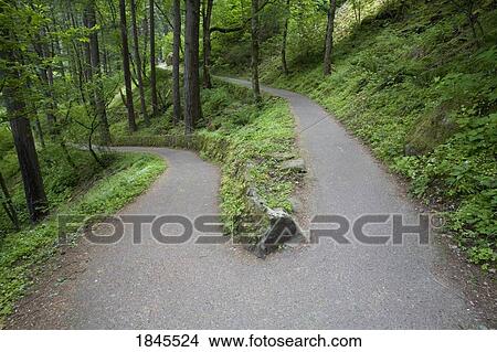 Picture - A trail divides, Columbia River Gorge National Scenic Area, Oregon, United States of America. Fotosearch