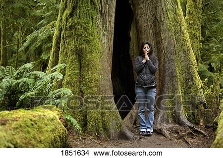 A young woman meditates next to a massive moss-covered oldgrowth Douglas fir tree in Cathedral Grove, in MacMillan Provincial Park on Vancouver Island, British Columbia, Canada. View Large Photo Image Picture - A young woman meditates next to a massive moss-covered oldgrowth Douglas fir tree in Cathedral Grove, in MacMillan Provincial Park on Vancouver Island, British Columbia, Canada. . Fotosearch