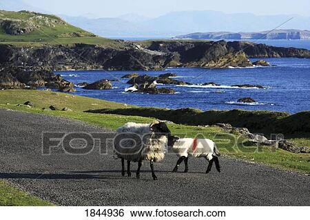 Achill Island, Co Mayo, Ireland; Sheep with lamb on country road View Large Photo Image Stock Photograph - Achill Island, Co Mayo, Ireland; Sheep with lamb on country road. Fotosearch