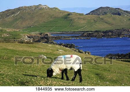 Achill Island, Co Mayo, Ireland; Sheep at the Atlantic Drive View Large Photo Image Stock Photography - Achill Island, Co Mayo, Ireland; Sheep at the Atlantic Drive. Fotosearch