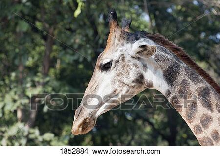 Picture - Africa; Sideview of giraffe head. Fotosearch