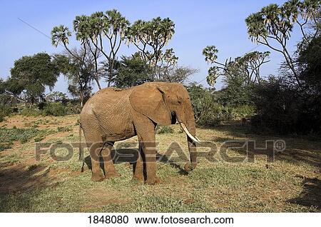African Elephant (Loxodonta africana), Samburu National Reserve, Kenya, Africa; Elephant in the wild View Large Photo Image Stock Image - African Elephant (Loxodonta africana), Samburu National Reserve, Kenya, Africa; Elephant in the wild. Fotosearch