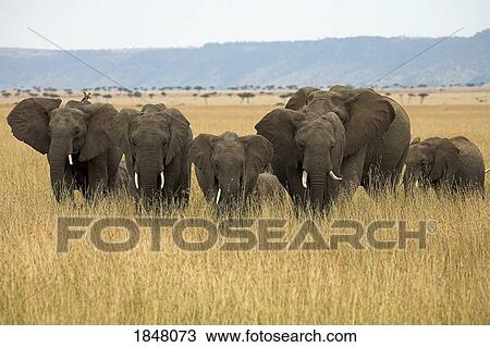 African elephants (Loxodonta africana), Masai Mara National Reserve, Kenya, Africa; Elephant herd View Large Photo Image Stock Image - African elephants (Loxodonta africana), Masai Mara National Reserve, Kenya, Africa; Elephant herd. Fotosearch