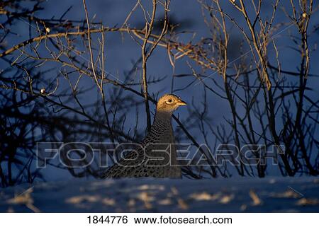 Alberta, Canada; Female ring-necked pheasant View Large Photo Image Stock Photograph - Alberta, Canada; Female ring-necked pheasant. Fotosearch