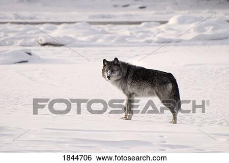 Stock Photograph - Alberta, Canada; Gray wolf (Canis lupus) in the snow. Fotosearch