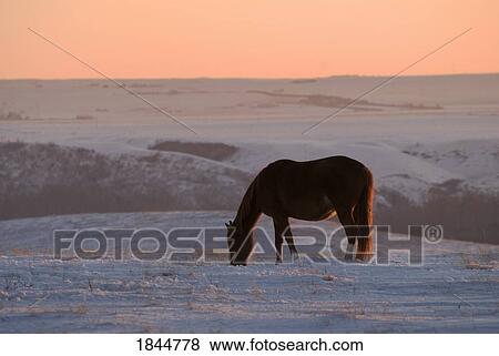 Alberta, Canada; Horse at sunset View Large Photo Image Stock Photo - Alberta, Canada; Horse at sunset. Fotosearch