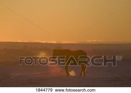Alberta, Canada; Horse at sunset View Large Photo Image Stock Photo - Alberta, Canada; Horse at sunset. Fotosearch