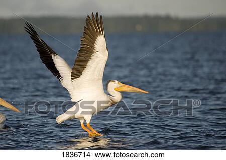 American White Pelican (Pelecanus erythrorhynchos) View Large Photo Image Picture - American White Pelican (Pelecanus erythrorhynchos). Fotosearch