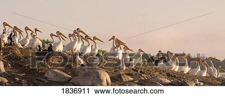 Stock Image - American White Pelican (Pelecanus erythrorhynchos) and Cormorants (Phalacrocorax). Fotosearch