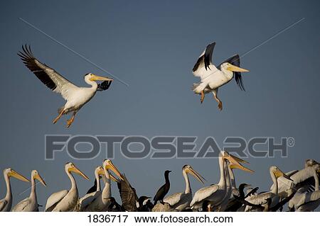 American White Pelican (Pelecanus erythrorhynchos) View Large Photo Image Stock Photo - American White Pelican (Pelecanus erythrorhynchos). Fotosearch