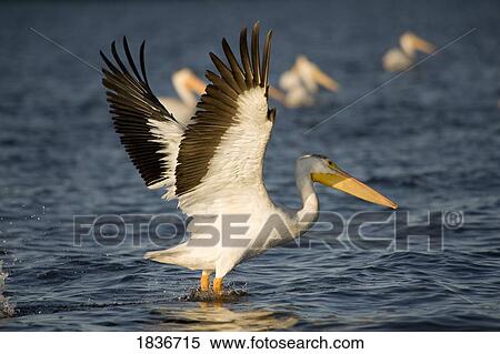 American White Pelican (Pelecanus erythrorhynchos) View Large Photo Image Stock Photography - American White Pelican (Pelecanus erythrorhynchos). Fotosearch
