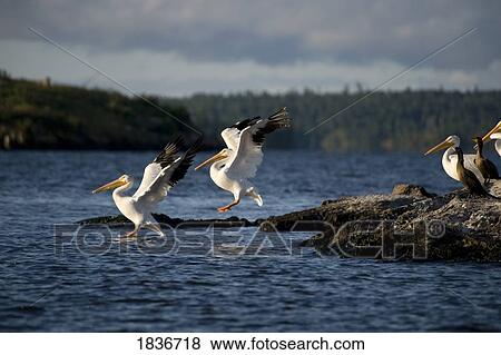 American White Pelicans (Pelecanus erythrorhynchos)and Cormorants (Phalacrocorax) View Large Photo Image Stock Photo - American White Pelicans (Pelecanus erythrorhynchos)and Cormorants (Phalacrocorax). Fotosearch