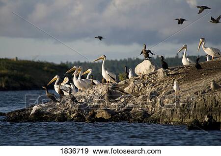 Stock Photo - American White Pelicans (Pelecanus erythrorhynchos)and Cormorants (Phalacrocorax). Fotosearch