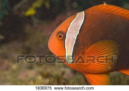 Stock Photography - Anemonefish, Puerto Galera, Philippines, Southeast Asia, Europe. Fotosearch