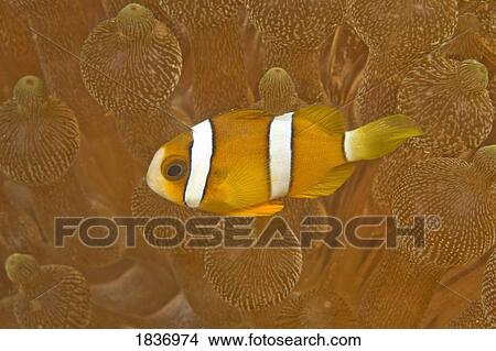 Anemonefish, Sea Anemone, Puerto Galera, Philippines, Asia, Europe View Large Photo Image Picture - Anemonefish, Sea Anemone, Puerto Galera, Philippines, Asia, Europe . Fotosearch