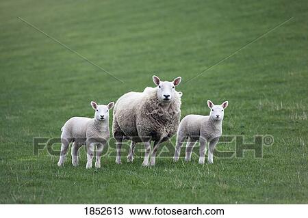 Stock Image - Animal family; Mother sheep and lambs. Fotosearch