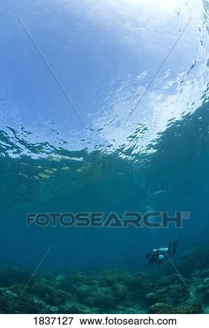 Apo Island Marine Park, Philippines, Southeast Asia; Scuba diver View Large Photo Image Stock Photo - Apo Island Marine Park, Philippines, Southeast Asia; Scuba diver. Fotosearch