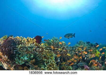 Stock Photograph - Apo Island Marine Park, Philippines, Asia. Fotosearch