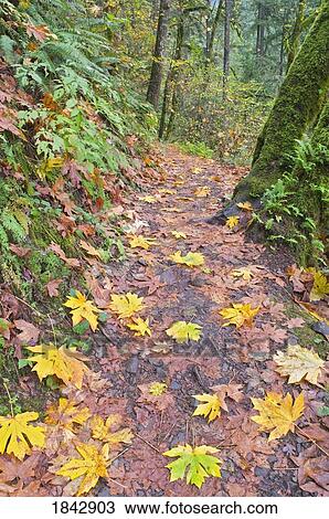 Stock Image - Autumn leaves on a path, Columbia River Gorge, Oregon, United States of America. Fotosearch