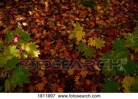 Autumn leaves on the ground View Large Photo Image Stock Photo - Autumn leaves on the ground. Fotosearch