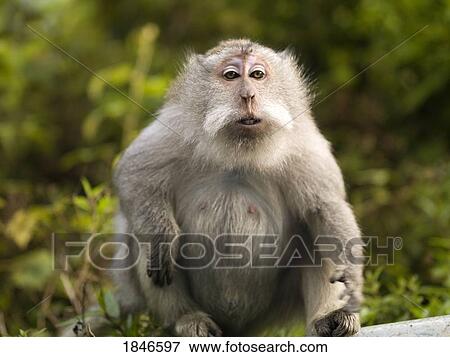 Stock Photo - Baboon. Fotosearch