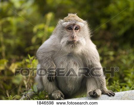 Baboon View Large Photo Image Stock Photo - Baboon. Fotosearch