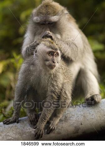 Stock Photo - Baboons grooming. Fotosearch