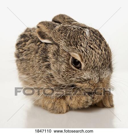Baby rabbit cleaning himself View Large Photo Image Stock Image - Baby rabbit cleaning himself. Fotosearch