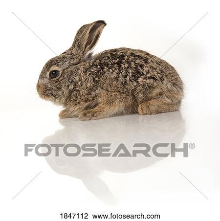 Stock Image - Baby rabbit. Fotosearch