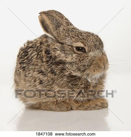 Stock Photo - Baby rabbit. Fotosearch
