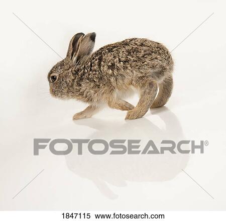 Baby rabbit View Large Photo Image Stock Photography - Baby rabbit. Fotosearch