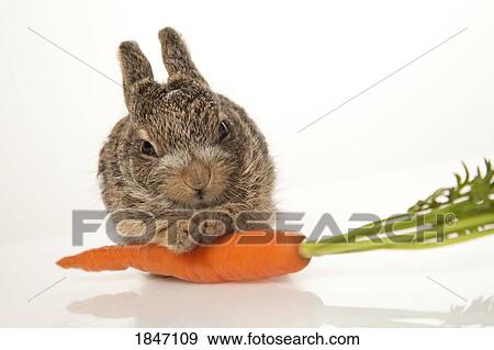 Stock Photo - Baby rabbit with a carrot. Fotosearch